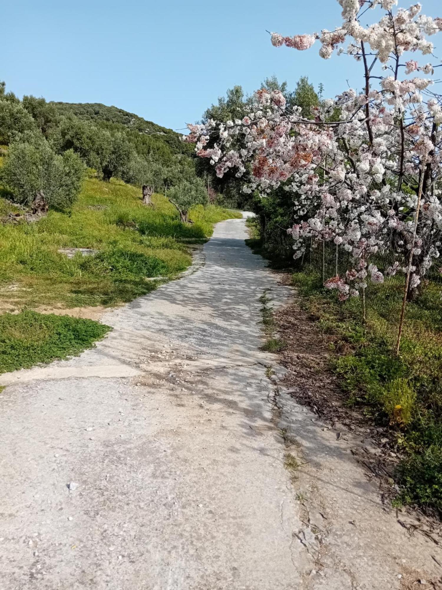 Villa Krini Skiáthos Eksteriør bilde